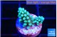 Acropora green blue 1-2 cm WYSIWYG acclimaté