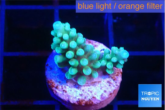 Acropora green blue 1-2 cm WYSIWYG acclimaté
