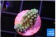 Acropora green blue 1-2 cm WYSIWYG acclimaté