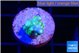 Acropora lemon green purple tip 1-2 cm WYSIWYG acclimaté