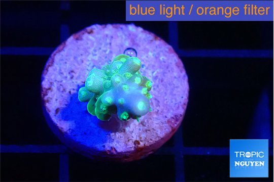 Acropora lemon green purple tip 1-2 cm WYSIWYG acclimaté