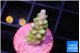 Acropora lemon green purple tip 1-2 cm WYSIWYG acclimaté
