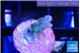 Acropora purple 1-2 cm WYSIWYG acclimaté