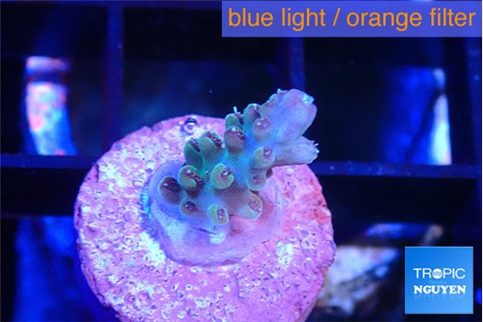 Acropora purple 1-2 cm WYSIWYG acclimaté