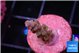 Acropora purple 1-2 cm WYSIWYG acclimaté