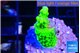 Acropora neon green 2-3 cm WYSIWYG acclimaté