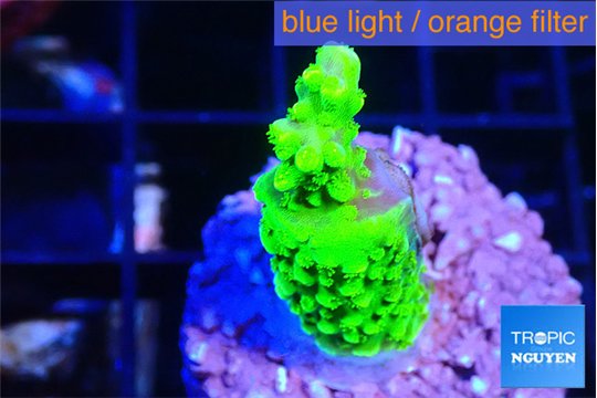 Acropora neon green 2-3 cm WYSIWYG acclimaté