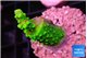 Acropora neon green 2-3 cm WYSIWYG acclimaté