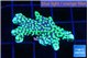 Montipora incredible hulk 2-3 cm WYSIWYG acclimaté