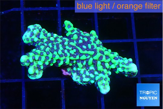 Montipora incredible hulk 2-3 cm WYSIWYG acclimaté