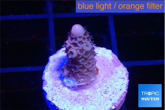 Acropora pink 1-2 cm WYSIWYG acclimaté