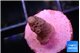 Acropora pink 1-2 cm WYSIWYG acclimaté