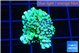 Montipora incredible hulk 2 cm WYSIWYG acclimaté