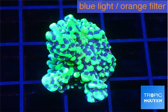 Montipora incredible hulk 2 cm WYSIWYG acclimaté
