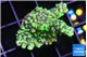 Montipora incredible hulk 2 cm WYSIWYG acclimaté