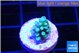 Acropora green blue 1-2 cm WYSIWYG acclimaté