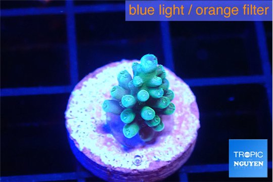 Acropora green blue 1-2 cm WYSIWYG acclimaté