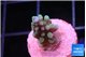 Acropora green blue 1-2 cm WYSIWYG acclimaté
