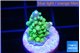Acropora lemon green purple tip 1-2 cm WYSIWYG acclimaté