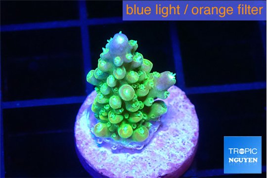 Acropora lemon green purple tip 1-2 cm WYSIWYG acclimaté