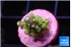 Acropora lemon green purple tip 1-2 cm WYSIWYG acclimaté