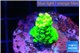Acropora neon green 2-3 cm WYSIWYG acclimaté