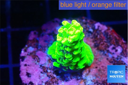 Acropora neon green 2-3 cm WYSIWYG acclimaté