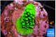 Acropora neon green 2-3 cm WYSIWYG acclimaté