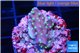 Acropora carduus green polyps deep water 2-3 cm WYSIWYG acclimaté