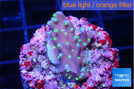 Acropora carduus green polyps deep water 2-3 cm WYSIWYG acclimaté