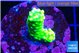 Acropora neon green 2-3 cm WYSIWYG acclimaté