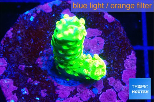 Acropora neon green 2-3 cm WYSIWYG acclimaté
