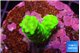 Acropora neon green 2-3 cm WYSIWYG acclimaté