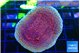 Montipora purple & blue polyps 3-4 cm WYSIWYG acclimaté