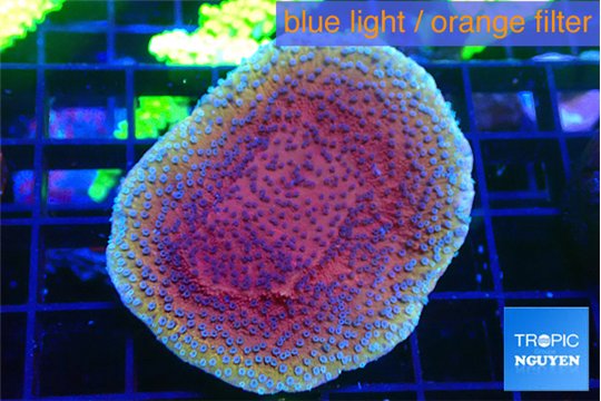 Montipora purple & blue polyps 3-4 cm WYSIWYG acclimaté