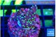 Acropora carduus green polyps deep water 2 cm WYSIWYG acclimaté