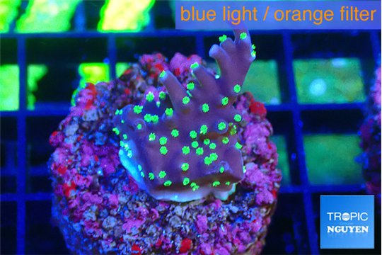 Acropora carduus green polyps deep water 2 cm WYSIWYG acclimaté