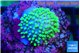 Sarcophython full neon green polyps Australia 1-2 cm WYSIWYG acclimaté