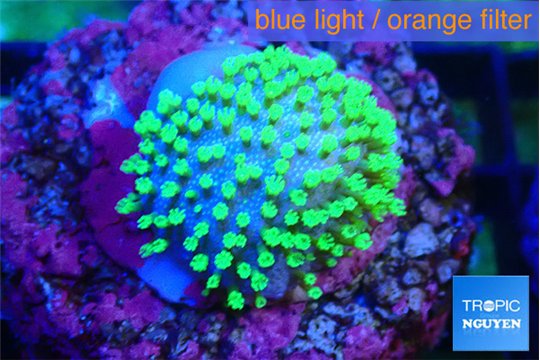 Sarcophython full neon green polyps Australia 1-2 cm WYSIWYG acclimaté