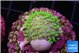Sarcophython full neon green polyps Australia 1-2 cm WYSIWYG acclimaté