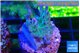Acropora green purple 2-3 cm WYSIWYG acclimaté