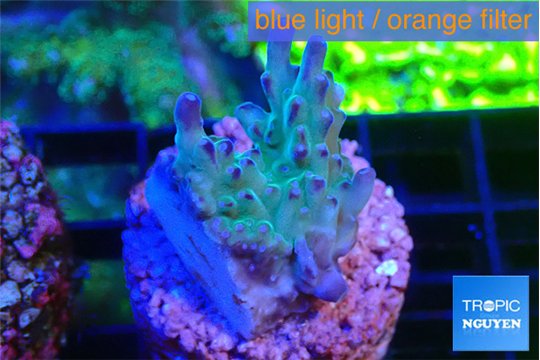 Acropora green purple 2-3 cm WYSIWYG acclimaté