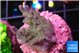 Acropora green purple 2-3 cm WYSIWYG acclimaté