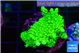 Acropora neon green 3-4 cm WYSIWYG acclimaté