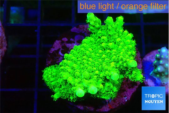 Acropora neon green 3-4 cm WYSIWYG acclimaté
