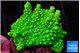 Acropora neon green 3-4 cm WYSIWYG acclimaté
