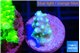 Acropora lemon green 1-2 cm WYSIWYG acclimaté