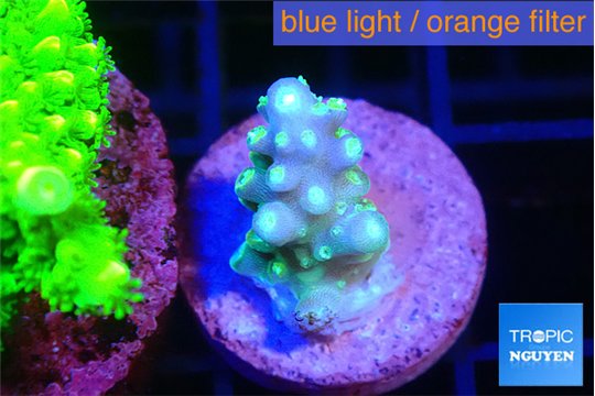 Acropora lemon green 1-2 cm WYSIWYG acclimaté