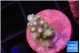 Acropora lemon green 1-2 cm WYSIWYG acclimaté