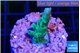 Acropora green purple tip 2-3 cm WYSIWYG acclimaté